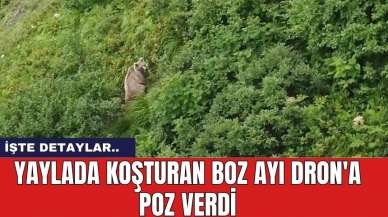 Yaylada Koşturan Boz Ayı Dron'a Poz Verdi