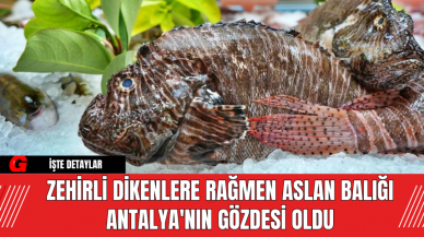 Zehirli Dikenlere Rağmen Aslan Balığı Antalya'nın Gözdesi Oldu