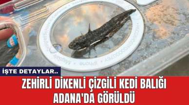 Zehirli dikenli çizgili kedi balığı Adana'da görüldü