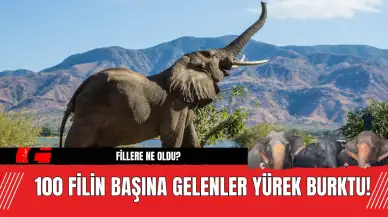 100 Filin Başına Gelenler Yürek Burktu! Fillere Ne Oldu?