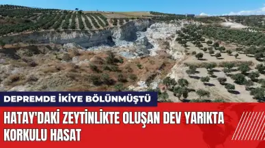 Hatay'daki zeytinlikte oluşan dev yarıkta korkulu hasat