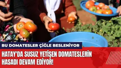 Hatay'da susuz yetişen domates hasadı! Bu domatesler çiğle besleniyor