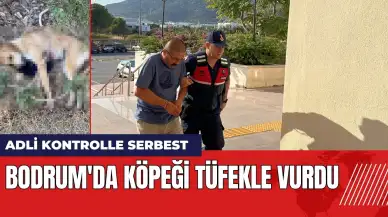 Bodrum'da köpeği tüfekle vurdu!