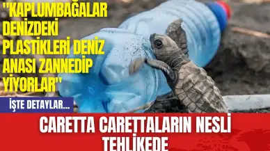 Caretta Carettaların Nesli Tehlikede