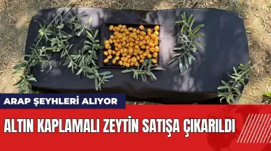 Altın kaplamalı zeytin satışa çıkarıldı