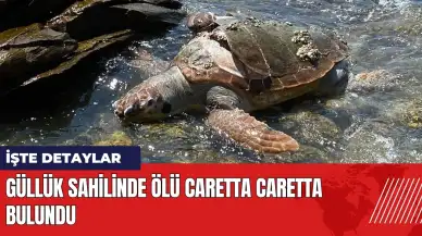 Güllük sahilinde ölü caretta caretta bulundu