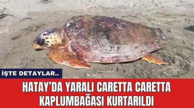 Hatay’da Yaralı Caretta Caretta Kaplumbağası Kurtarıldı