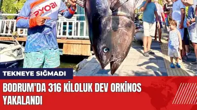 Bodrum'da 316 kiloluk dev orkinos yakalandı