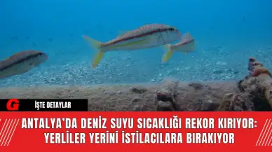 Antalya’da Deniz Suyu Sıcaklığı Rekor Kırıyor: Yerliler Yerini İstilacılara Bırakıyor