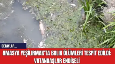 Amasya Yeşilırmak'ta Balık Ölümleri Tespit Edildi: Vatandaşlar Endişeli