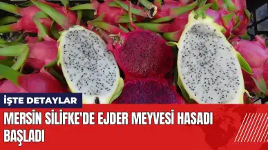 Mersin Silifke'de ejder meyvesi hasadı başladı