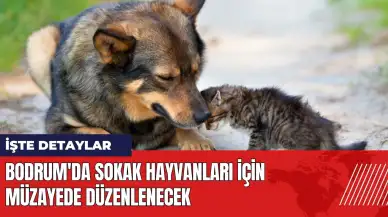 Bodrum'da sokak hayvanları için müzayede düzenlenecek