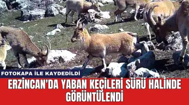 Erzincan'da Yaban Keçileri Sürü Halinde Görüntülendi