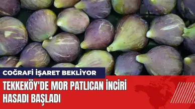 Tekkeköy'de mor patlıcan incirinin hasadı başladı