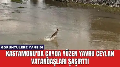 Kastamonu'da Çayda Yüzen Yavru Ceylan Vatandaşları Şaşırttı