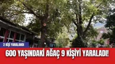 600 yaşındaki ağaç 9 kişiyi yaraladı! Birinin belini kırdı