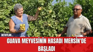 Guava Meyvesinin Hasadı Mersin'de Başladı