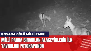 Kovada Gölü Milli Parkı'na bırakılan alageyiklerin ilk yavruları fotokapanda