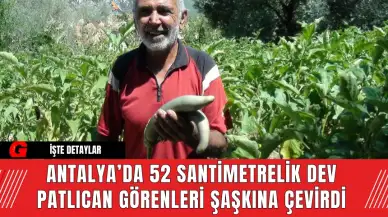 Antalya’da 52 Santimetrelik Dev Patlıcan Görenleri Şaşkına Çevirdi