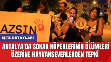 Antalya'da Sokak Köpeklerinin Ölümleri Üzerine Hayvanseverlerden Tepki