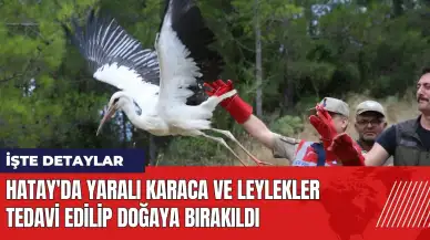 Hatay'da yaralı karaca ve leylekler tedavi edilip doğaya bırakıldı