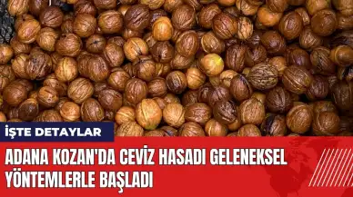 Adana Kozan'da ceviz hasadı geleneksel yöntemlerle başladı