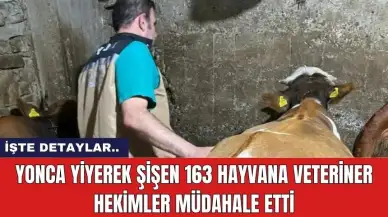 Yonca yiyerek şişen 163 hayvana veteriner hekimler müdahale etti