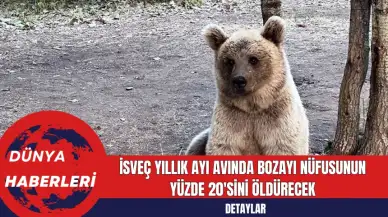 İsveç Yıllık Ayı Avında Bozayı Nüfusunun Yüzde 20'sini Öldürecek