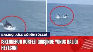 İskenderun Körfezi girişinde yunus balığı heyecanı