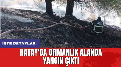 Hatay'da ormanlık alanda yangın çıktı