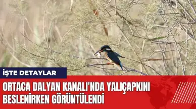 Ortaca Dalyan Kanalı'nda yalıçapkını beslenirken görüntülendi