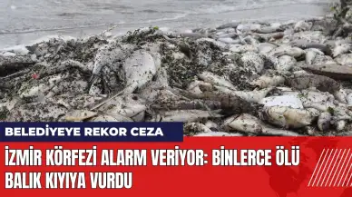 İzmir Körfezi alarm veriyor! Binlerce ölü balık kıyıya vurdu