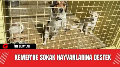 Kemer'de Sokak Hayvanlarına Destek