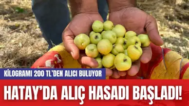 Hatay’da Alıç Hasadı Başladı! Kilogramı 200 TL’den Alıcı Buluyor