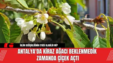 Antalya'da Kiraz Ağacı Beklenmedik Zamanda Çiçek Açtı