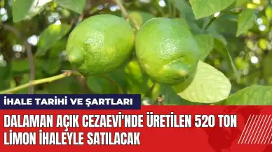 Dalaman Açık Cezaevi'nde üretilen 520 ton limon ihaleyle satılacak