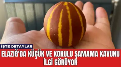 Elazığ'da Küçük ve Kokulu Şamama Kavunu İlgi Görüyor