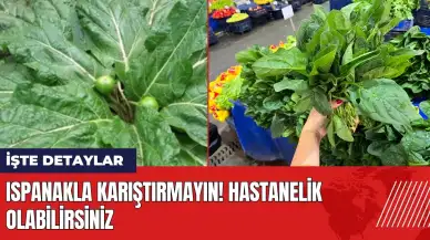 Ispanakla karıştırmayın! Hastanelik olabilirsiniz