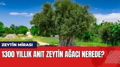 Zeytin mirası 1300 yıllık anıt zeytin ağacı nerede?