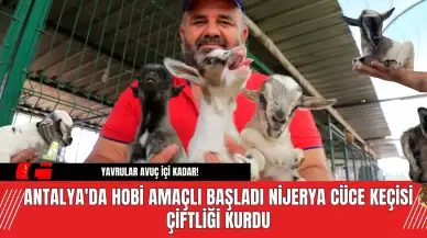 Antalya'da Hobi Amaçlı Başladı Nijerya Cüce Keçisi Çiftliği Kurdu