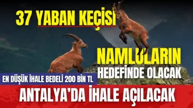 Antalya'da 37 yaban keçisinin avlattırılması kabul edildi