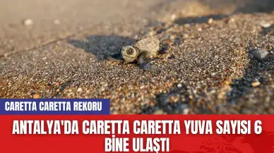 Antalya'da Caretta Caretta Yuva Sayısı 6 Bine Ulaştı