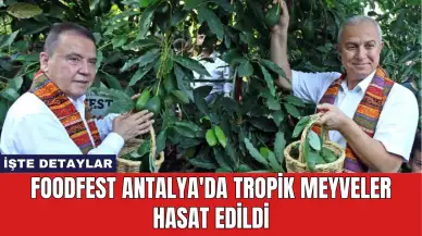 Foodfest Antalya'da Tropik Meyveler Hasat Edildi