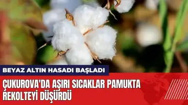 Çukurova'da beyaz altın hasadı başladı: aşırı sıcaklar pamukta rekolteyi düşürdü