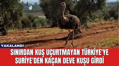 Sınırdan Kuş Uçurtmayan Türkiye'ye Suriye'den Kaçan Deve Kuşu Girdi