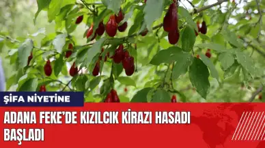 Adana Feke’de kızılcık kirazı hasadı başladı