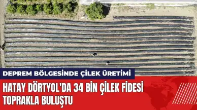 Hatay Dörtyol'da 34 bin çilek fidesi toprakla buluştu