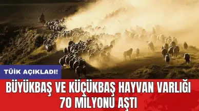 TÜİK açıkladı! Büyükbaş ve küçükbaş hayvan varlığı 70 milyonu aştı