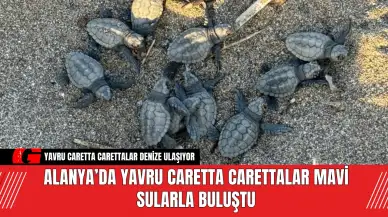 Alanya’da Yavru Caretta Carettalar Mavi Sularla Buluştu