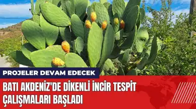 Batı Akdeniz'de dikenli incir tespit çalışmaları başladı